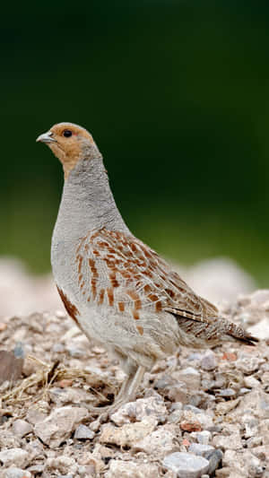 Alert Partridge Standing On Rocks.jpg Wallpaper