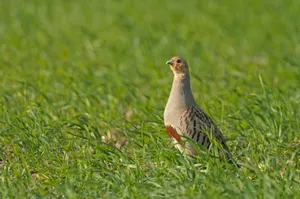 Alert Partridgein Grass.jpg Wallpaper