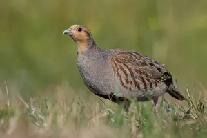 Alert Partridgein Grass Wallpaper
