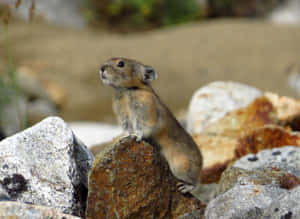 Alert Pika On Rocks Wallpaper