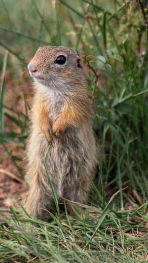 Alert Pocket Gopher Standingin Grass Wallpaper