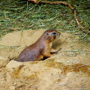 Alert Prairie Dog Emerging From Burrow.jpg Wallpaper