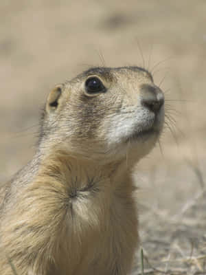 Alert Prairie Dog Portrait Wallpaper