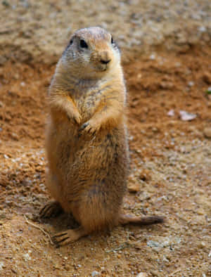 Alert Prairie Dog Standing Wallpaper