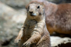 Alert Prairie Dog Standing Wallpaper