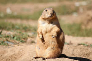 Alert Prairie Dog Standing Wallpaper