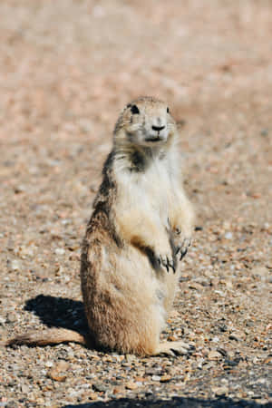 Alert Prairie Dog Standing Wallpaper