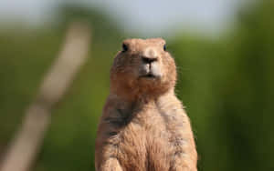 Alert Prairie Dog Watchful Stance Wallpaper