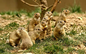 Alert Prairie Dogs Gathering Wallpaper