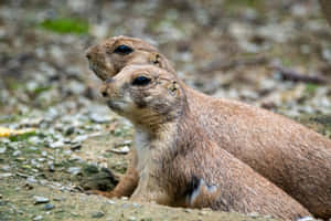 Alert Prairie Dogs Watchful Wallpaper