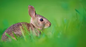 Alert Rabbitin Green Grass Wallpaper