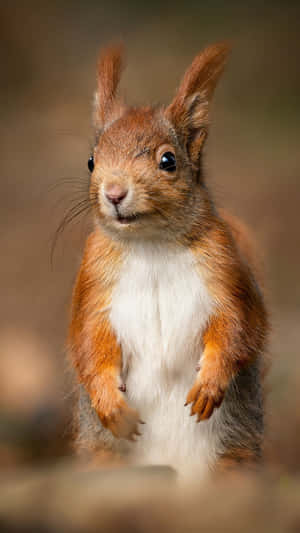 Alert Red Squirrel Standing Wallpaper