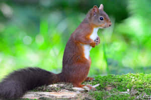 Alert Red Squirrel Standing Wallpaper