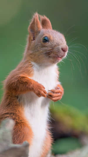 Alert Red Squirrel Standing Wallpaper