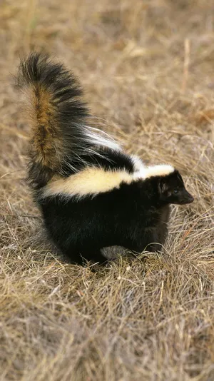 Alert Skunk In Grass Wallpaper