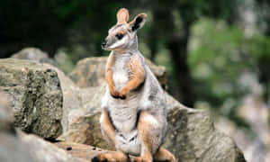 Alert Wallaby On Rocks.jpg Wallpaper