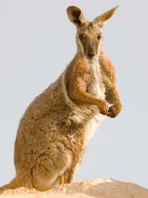 Alert Wallaby Standing Wallpaper