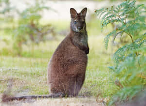 Alert Wallabyin Grassland.jpg Wallpaper