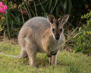 Alert Wallabyin Grassland.jpg Wallpaper