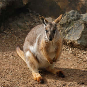 Alert Wallabyin Habitat.jpg Wallpaper