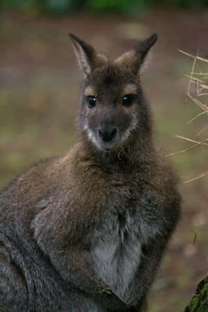 Alert Wallabyin Nature.jpg Wallpaper