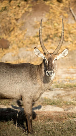 Alert Waterbuck Standing Autumn Backdrop.jpg Wallpaper