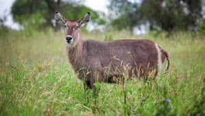 Alert Waterbuckin Grassland.jpg Wallpaper