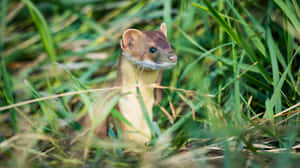 Alert Weaselin Grass.jpg Wallpaper