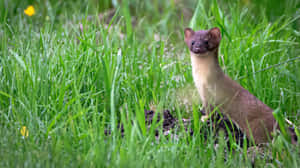 Alert Weaselin Grass.jpg Wallpaper