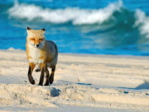 Alert Wolf Amidst Summer Greens Wallpaper