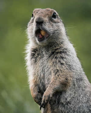 Alert Woodchuck Standing Green Background.jpg Wallpaper