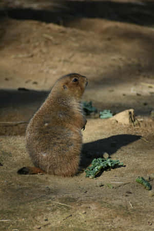 Alert Woodchuck Standing Wallpaper