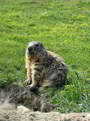 Alert Woodchuckby Burrow.jpg Wallpaper