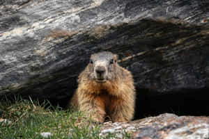 Alert Woodchuckby Burrow Wallpaper