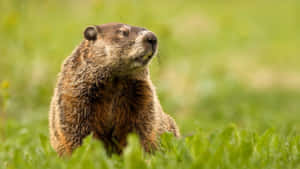 Alert Woodchuckin Grass.jpg Wallpaper