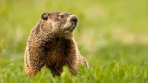 Alert Woodchuckin Grass.jpg Wallpaper
