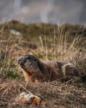Alert Woodchuckin Grassland.jpg Wallpaper
