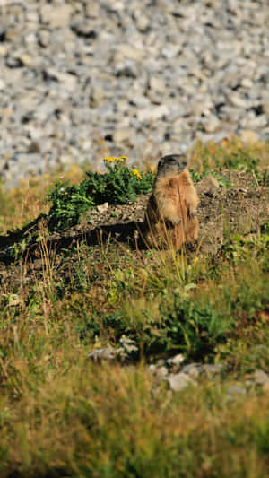 Alert Woodchuckin Nature.jpg Wallpaper