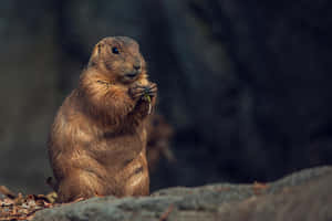 Alert Woodchuckon Rock Wallpaper