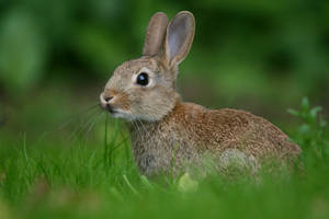 Alerted Brown Rabbit Wallpaper