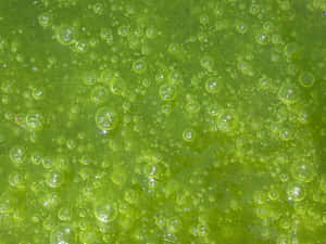 Algae_ Bubble_ Texture_ Closeup.jpg Wallpaper