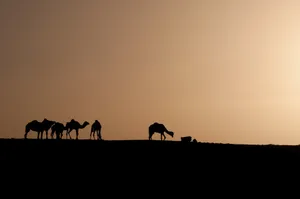 Algeria Desert Caravan Wallpaper