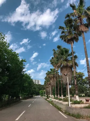 Algeria Palm Tree Road Wallpaper