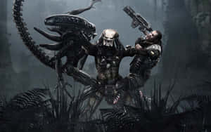 Alien Vs Predator Celtic Fighting Grid Wallpaper