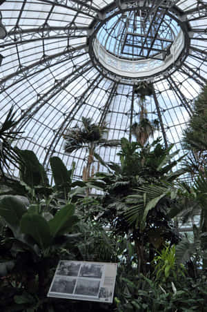 Allan Gardens Conservatory Dome Interior Wallpaper