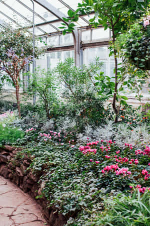 Allan Gardens Conservatory Floral Display Wallpaper