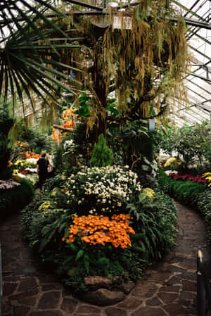 Allan Gardens Conservatory Floral Display Wallpaper