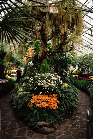 Allan Gardens Conservatory Floral Display Wallpaper