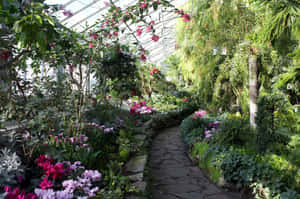 Allan Gardens Conservatory Floral Pathway.jpg Wallpaper