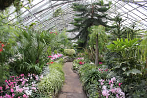 Allan Gardens Conservatory Interior Greenhouse Path Wallpaper